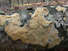 Attēlu rezultāti vaicājumam “Hyphodontia barba-jovis”