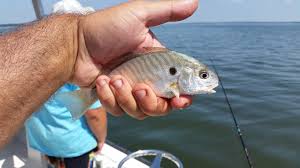 Image result for Leiostomus xanthurus