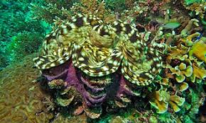 Image result for tridacna