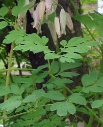 Image result for Adlumia cirrhosa