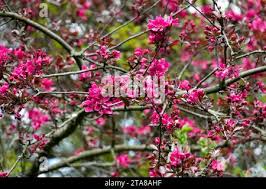 Attēlu rezultāti vaicājumam “Malus purpurea flower”