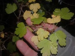 Attēlu rezultāti vaicājumam “Ribes uva-crispa leaf”