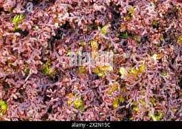 Attēlu rezultāti vaicājumam “Frullania dilatata”