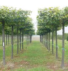 Attēlu rezultāti vaicājumam “Tilia x vulgaris”