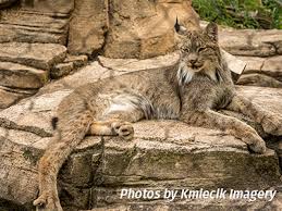 Afbeeldingsresultaat voor lynx