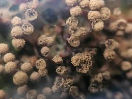 Attēlu rezultāti vaicājumam “Siphoptychium violaceum macro”