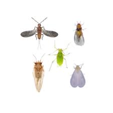 Attēlu rezultāti vaicājumam “Sternorrhyncha”