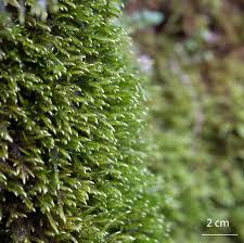 Attēlu rezultāti vaicājumam “Cratoneuron filicinum”