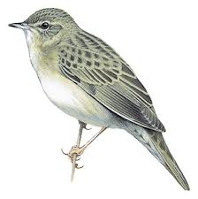 Image result for Locustella naevia