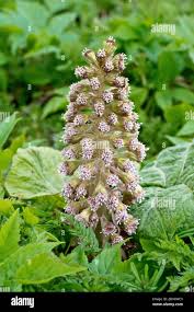 Attēlu rezultāti vaicājumam “Petasites hybridus flower”