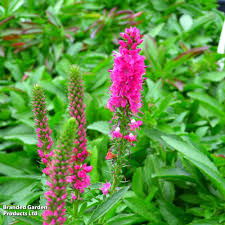 Attēlu rezultāti vaicājumam “Veronica spicata leaf”
