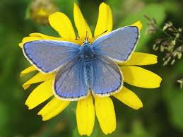 Attēlu rezultāti vaicājumam “Polyommatus icarus”