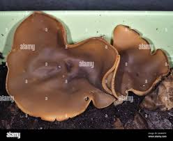 Attēlu rezultāti vaicājumam “Peziza repanda”