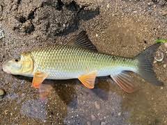 Image result for Moxostoma erythrurum