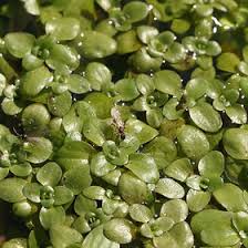 Attēlu rezultāti vaicājumam “Callitrichaceae”