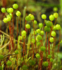 Attēlu rezultāti vaicājumam “Philonotis marchica macro”