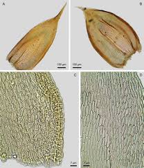 Attēlu rezultāti vaicājumam “Homomallium incurvatum sporophyte”