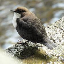 Attēlu rezultāti vaicājumam “Cinclus cinclus”