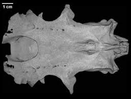 Image result for Notorynchus cepedianus