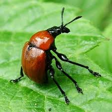 Attēlu rezultāti vaicājumam “Attelabidae”