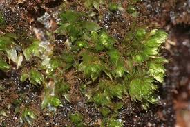 Attēlu rezultāti vaicājumam “Bryum moravicum”