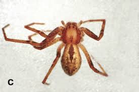 Attēlu rezultāti vaicājumam “Philodromidae”