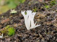 Attēlu rezultāti vaicājumam “Lentaria”