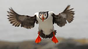 Оркнеи. Языческая свадьба при ураганном ветре.