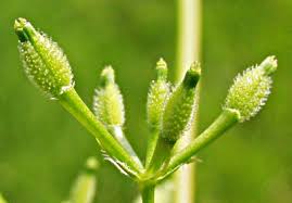 Attēlu rezultāti vaicājumam “Anthyllis maritima bud”