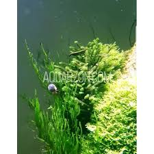 Attēlu rezultāti vaicājumam “Jungermannia subulata”