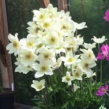 Attēlu rezultāti vaicājumam “Anemone sylvestris”