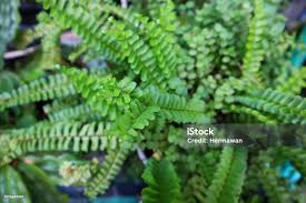 Attēlu rezultāti vaicājumam “Asplenium viride”