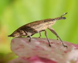 Attēlu rezultāti vaicājumam “Lixus iridis”