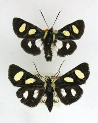 Attēlu rezultāti vaicājumam “Octospora splachnophila”