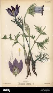 Attēlu rezultāti vaicājumam “Pulsatilla pratensis”