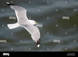 Attēlu rezultāti vaicājumam “Larus canus adult”