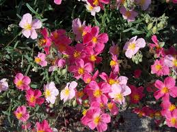 Attēlu rezultāti vaicājumam “Helianthemum nummularium”