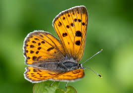 Attēlu rezultāti vaicājumam “Lycaena alciphron”