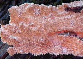 Attēlu rezultāti vaicājumam “Steccherinum fimbriatum”