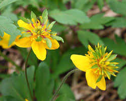 Attēlu rezultāti vaicājumam “Anemone ranunculoides flower”