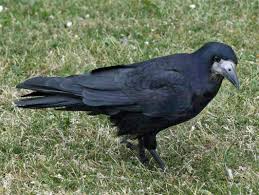 Attēlu rezultāti vaicājumam “Corvus frugilegus”