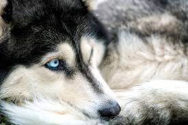 Attēlu rezultāti vaicājumam “Trichia contorta young”