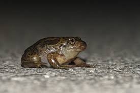 Attēlu rezultāti vaicājumam “Pelobates fuscus”