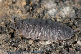 Attēlu rezultāti vaicājumam “Porcellio scaber”