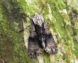 Attēlu rezultāti vaicājumam “Acronicta alni”