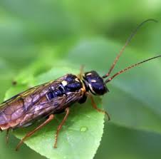 Attēlu rezultāti vaicājumam “Gracillaria syringella imago”