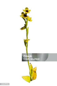Attēlu rezultāti vaicājumam “Tragopogon heterospermus flower”