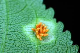 Attēlu rezultāti vaicājumam “Puccinia coronata”