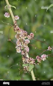 Attēlu rezultāti vaicājumam “Cuscuta europaea flower”