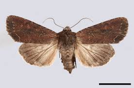 Attēlu rezultāti vaicājumam “Lacanobia oleracea”